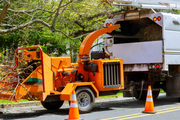 Best Leaf Removal  in Greenfield, MN